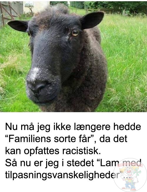Familiens sorte får